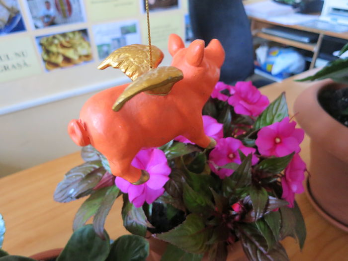 IMG_8445 - Purcelusul zburator