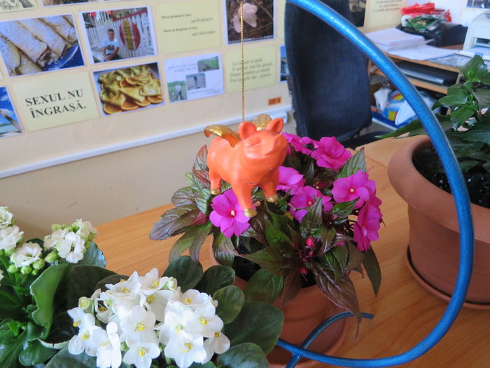 IMG_8442 - Purcelusul zburator