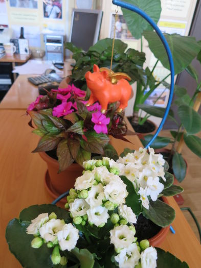 IMG_8448 - Purcelusul zburator