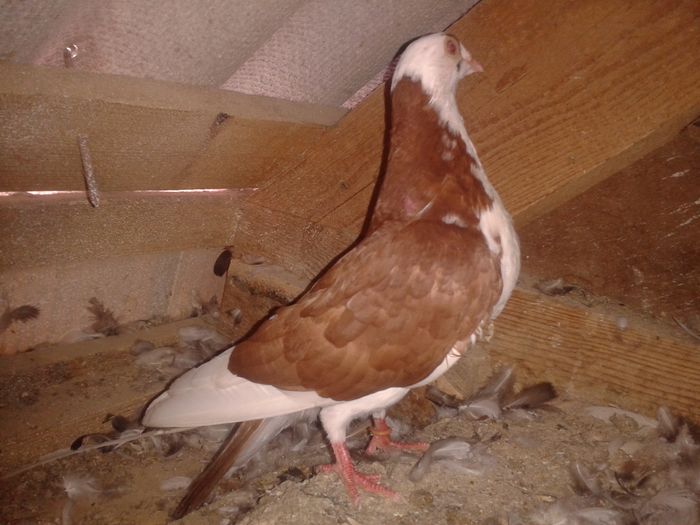 2016-06-16 14.38.24 - pui juc de gal 2016