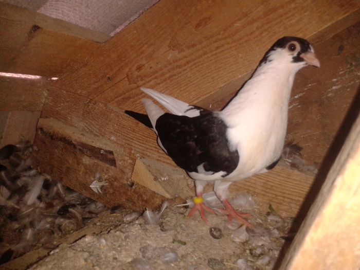 2016-06-16 14.44.39 - pui juc de gal 2016