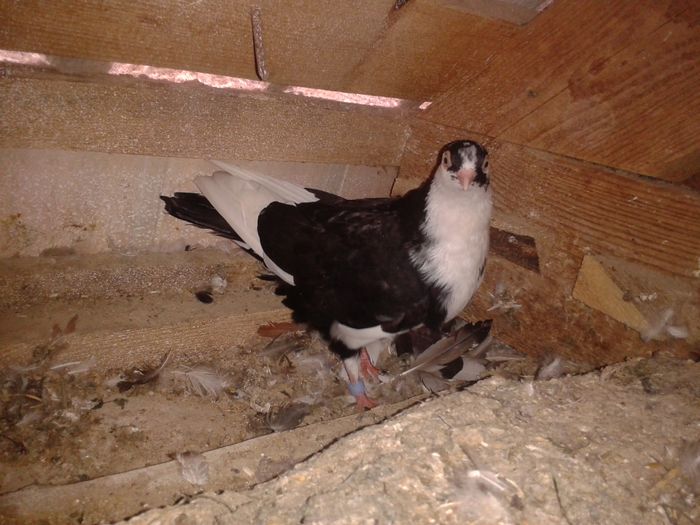 2016-06-16 14.52.07 - pui juc de gal 2016