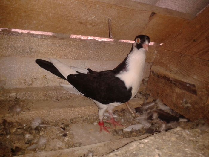 2016-06-16 15.01.53 - pui juc de gal 2016