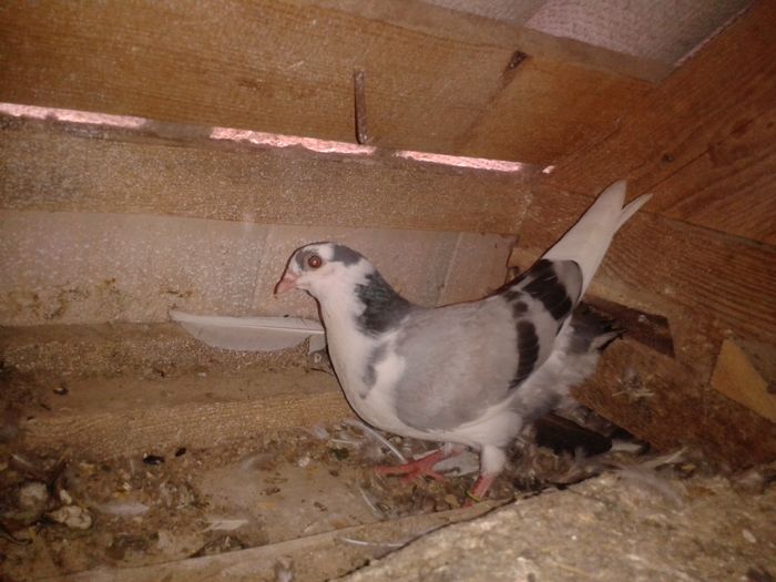 2016-06-16 15.02.26 - pui juc de gal 2016