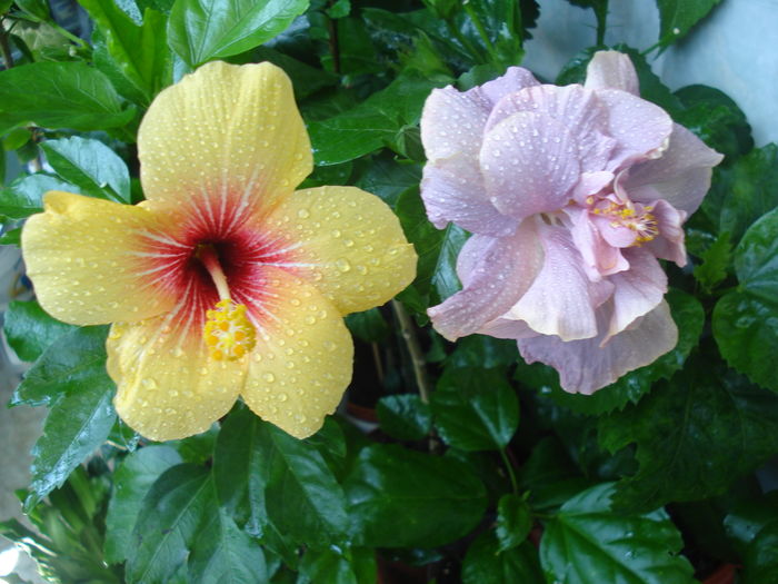 DSC05739 - HIBISCUS 2016