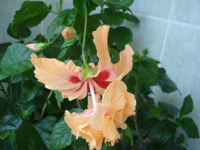 DSC05745 - FLORI 2016
