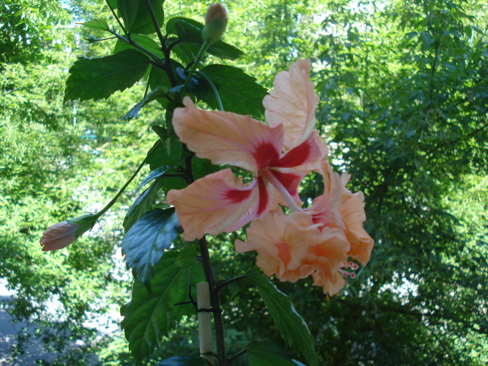 DSC05748 - FLORI 2016