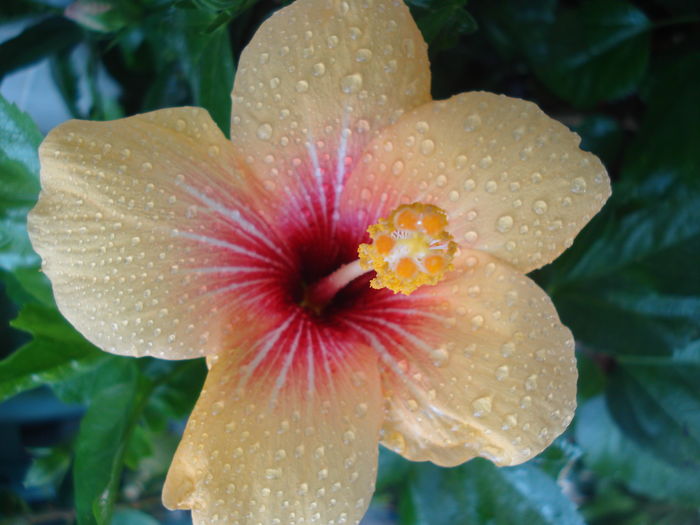 DSC05741 - Hibiscus Cuban Variety