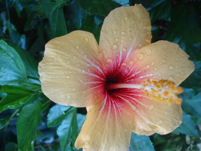 DSC05754 - Hibiscus Cuban Variety