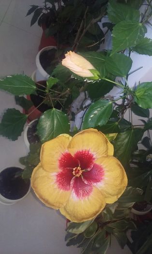floarea 2 - Brindusizme