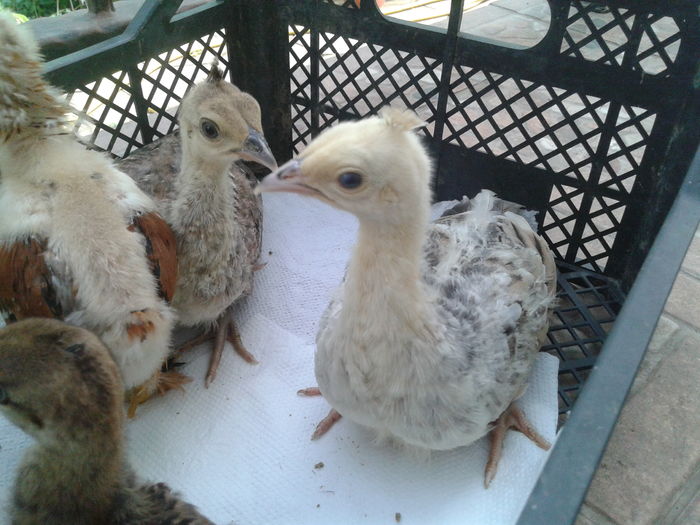 20160616_154102 - A - Noi membrii ai familiei 2016