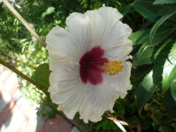 P1270291 - HIBISCUSI 2016-2