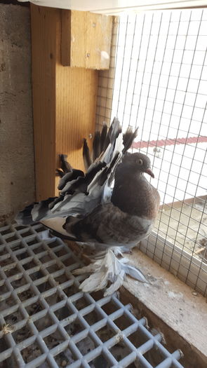 20160616_111000 - PUISORI 2022