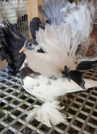 20160616_163131 - PUISORI 2022