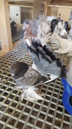 20160616_110904 - PUISORI 2022