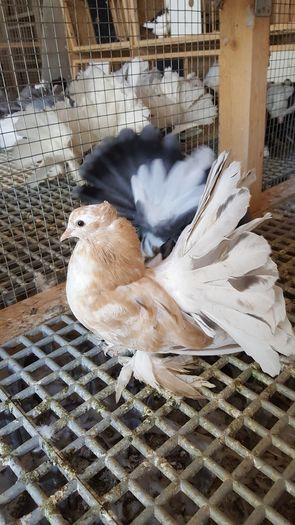 20160616_110925 - PUISORI 2022