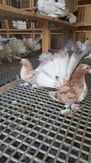 20160616_110945 - PUISORI 2022