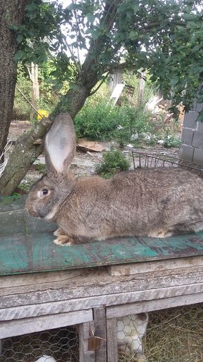 6.3kg urechi peste 20 cm