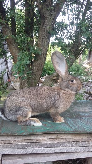 5.7 kg urechi peste 20 cm