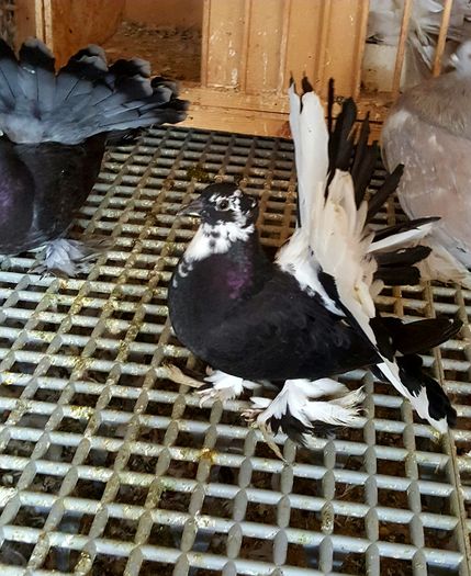 20160614_155327 - PUISORI 2022