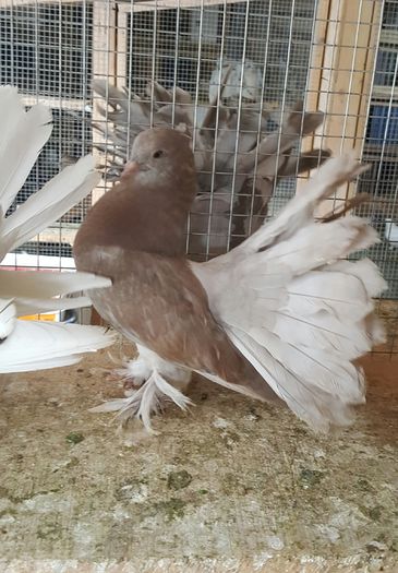 20160614_155604 - PUISORI 2022