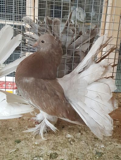 20160614_155540 - PUISORI 2022