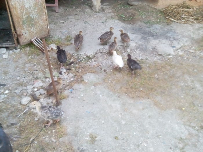 5 pui de paun si 4 de curca! - pauni