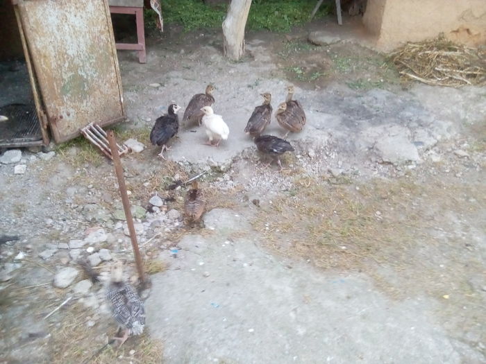 5 pui de paun si 4 de curca - pauni