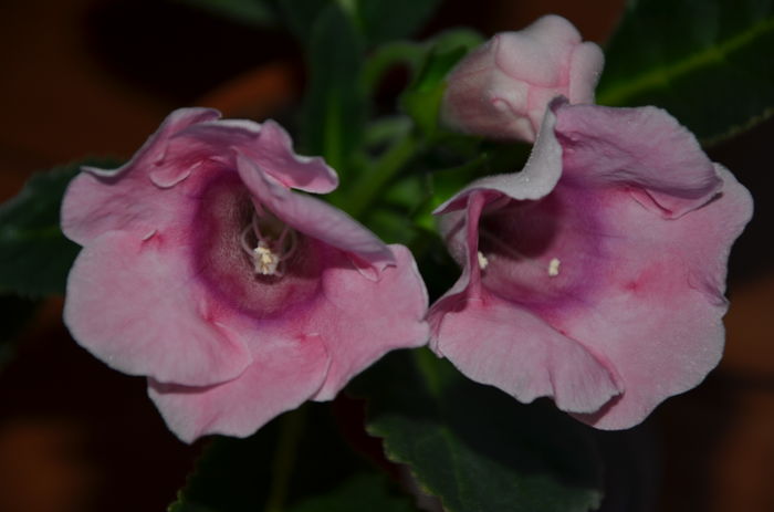 Roz - Gloxinii 2016