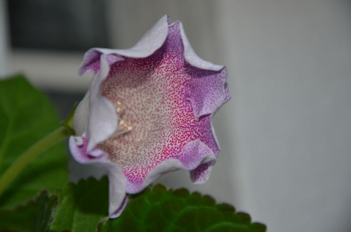 Tigrina Viola - Gloxinii 2016