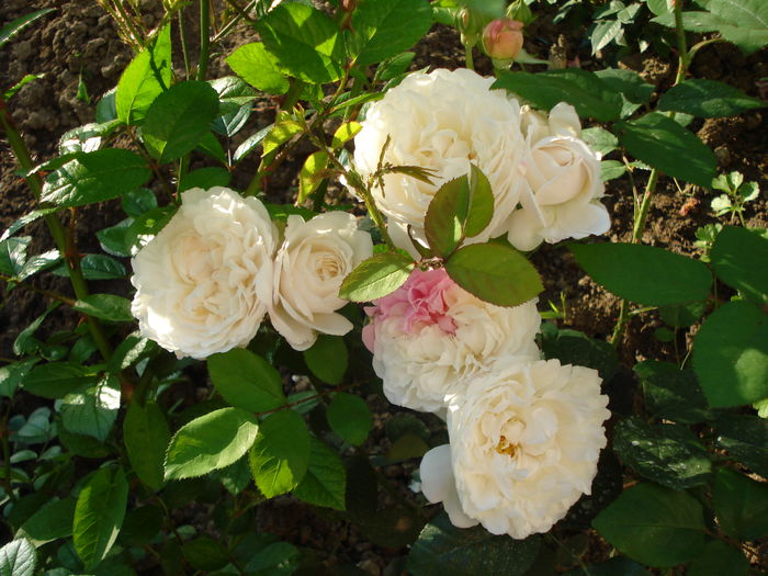 Winchester Cathedral