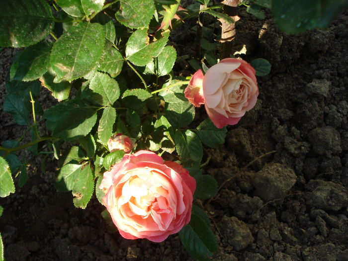 Acropolis - 3 Trandafiri 2016