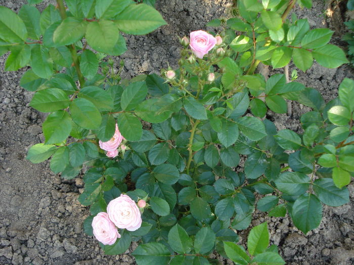 Boquet Parfait - 3 Trandafiri 2016