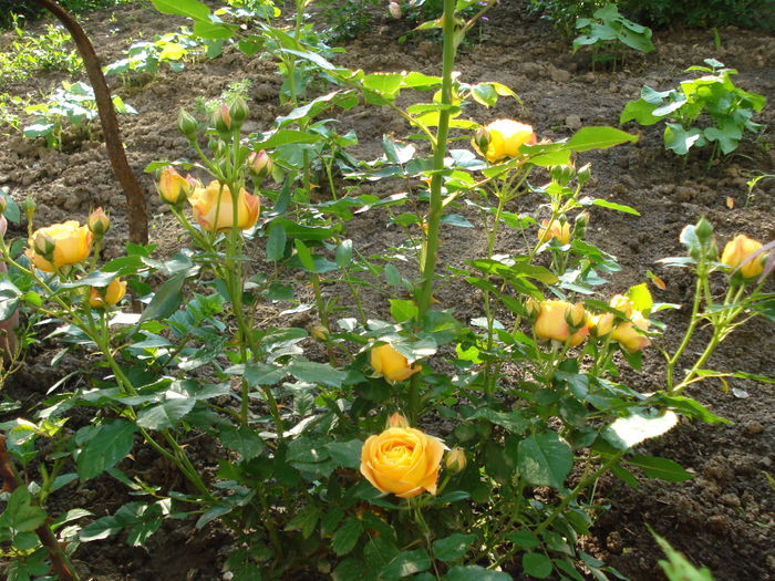 Dolce vita - 3 Trandafiri 2016