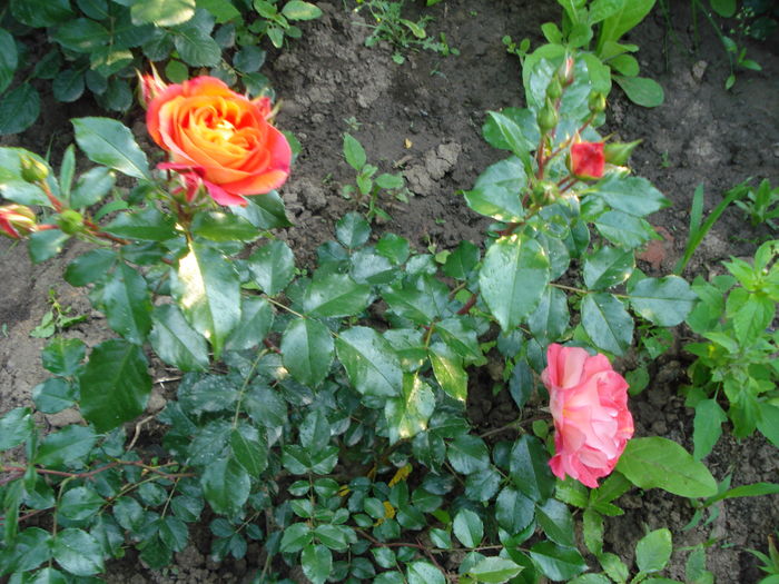 Gebruder Grim - 3 Trandafiri 2016