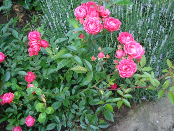 Morsdag - 3 Trandafiri 2016