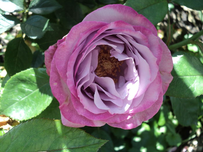 16 iunie 2016,prima floare din acest an