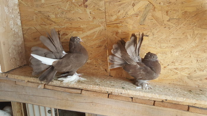 20160614_134300 - PUISORI 2022