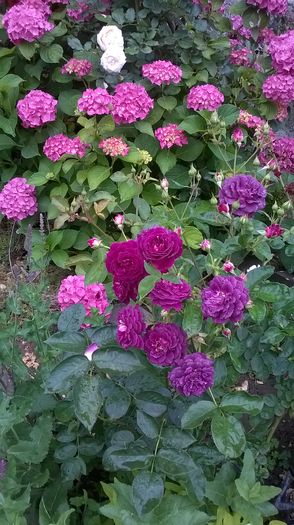 WP_20160613_016 - 2016 Gradina rozelor