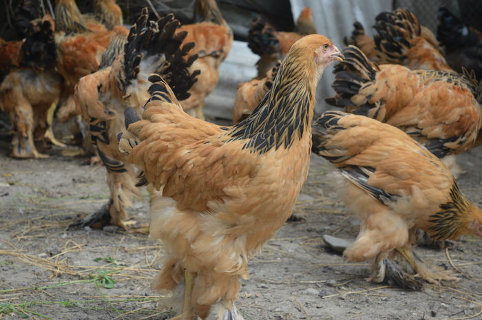 DSC_0016 - Pui Brahma 2016