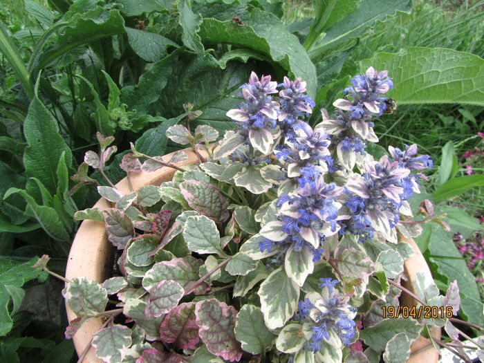 Ajuga (3) - 1 primavara