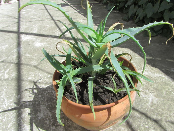 Aloe - 1 primavara