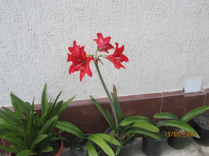 Amaryllis (2)