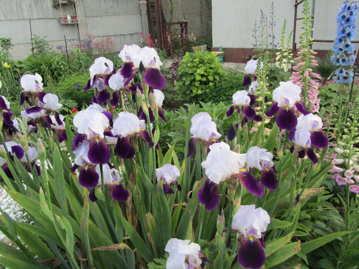 IMG_0093 - Flori de gradina-2016-Primavara