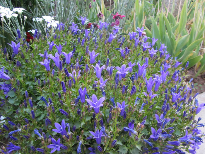 IMG_0095 - Flori de gradina-2016-Primavara