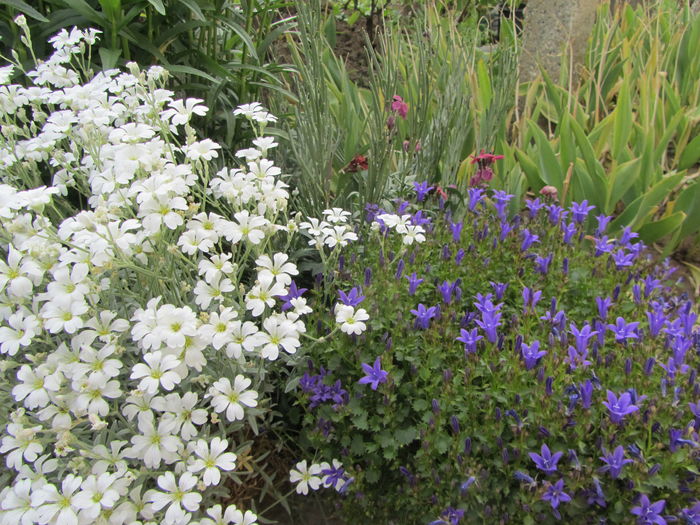 IMG_0096 - Flori de gradina-2016-Primavara