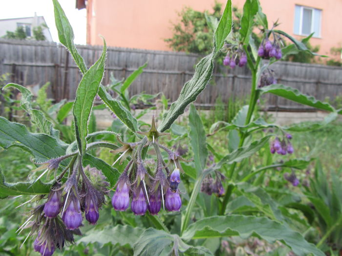 IMG_0099 - Flori de gradina-2016-Primavara