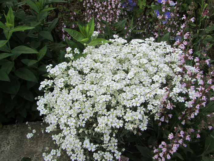 IMG_0103 - Flori de gradina-2016-Primavara