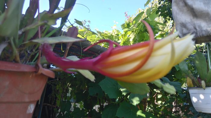 ephiphillum galben - Flori apartament