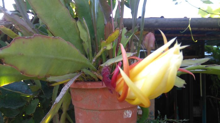 DSC_0377 - Flori apartament